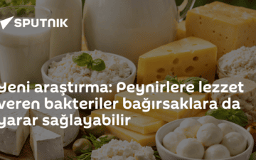 peynir bakterileri
