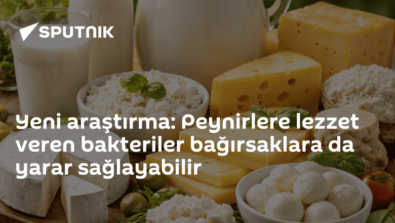 peynir bakterileri